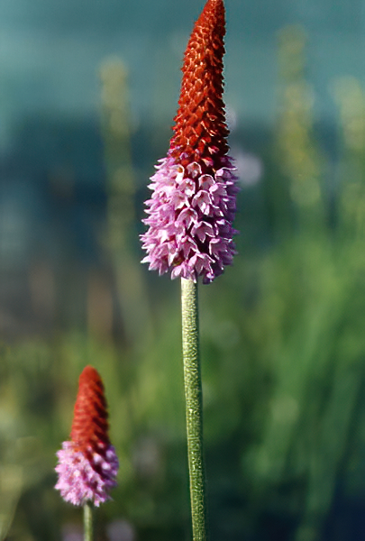 Primula vialii en fleurs dans une prairie humide du Yunnan